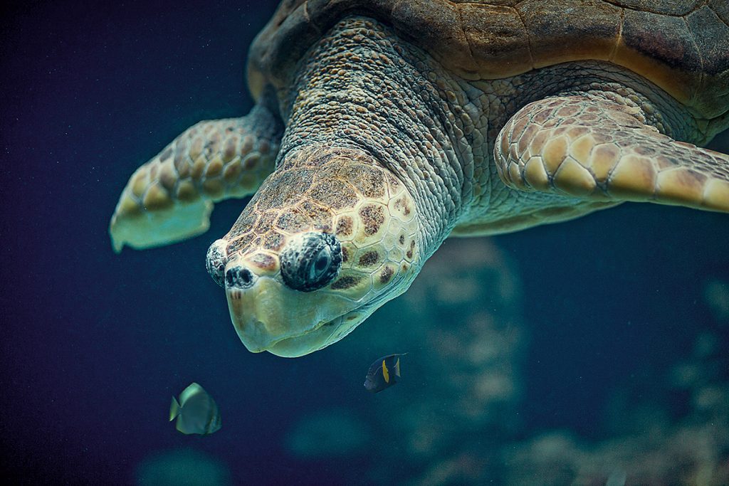 Schwimmende Schildkröte
