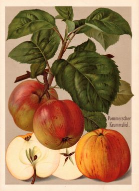 Apfel Pommerscher Krummstiel - Illustration